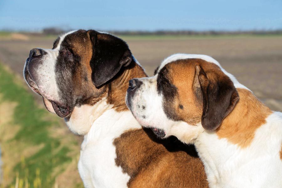 Wonderlijk De Sint Bernard: Van redder tot huishond... - Onze Hond ZI-19