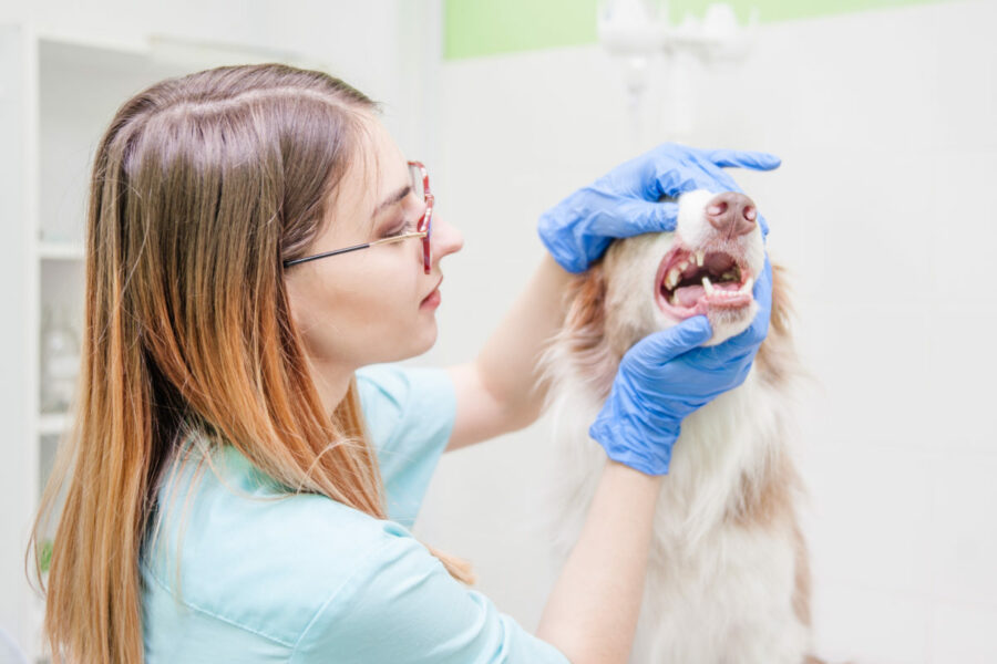 Veterinarian,Examines,A,Dog's,Teeth,In,Vet,Clinic
