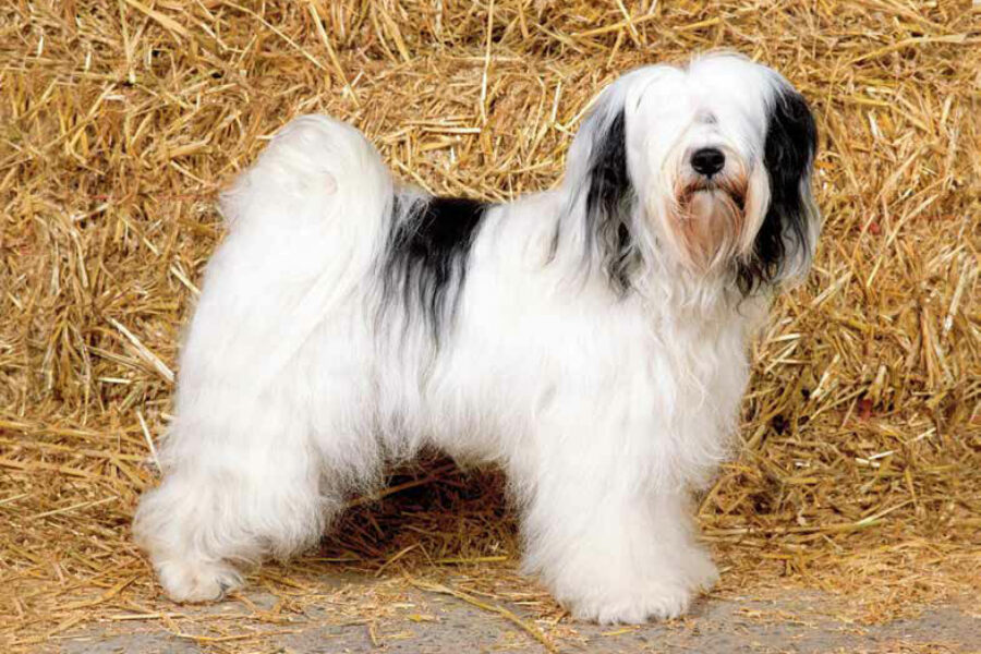 Tibetaanse Terrier