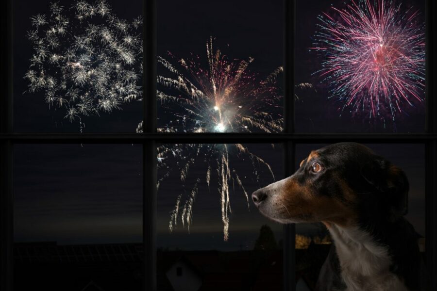 Dog,Looks,Out,The,Window,And,Watching,The,Fireworks