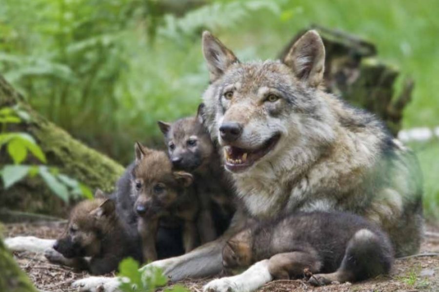 Valt Een Wolf Een Hond Aan Onze Hond | Ontwikkeling van de hond in vergelijking met de wol