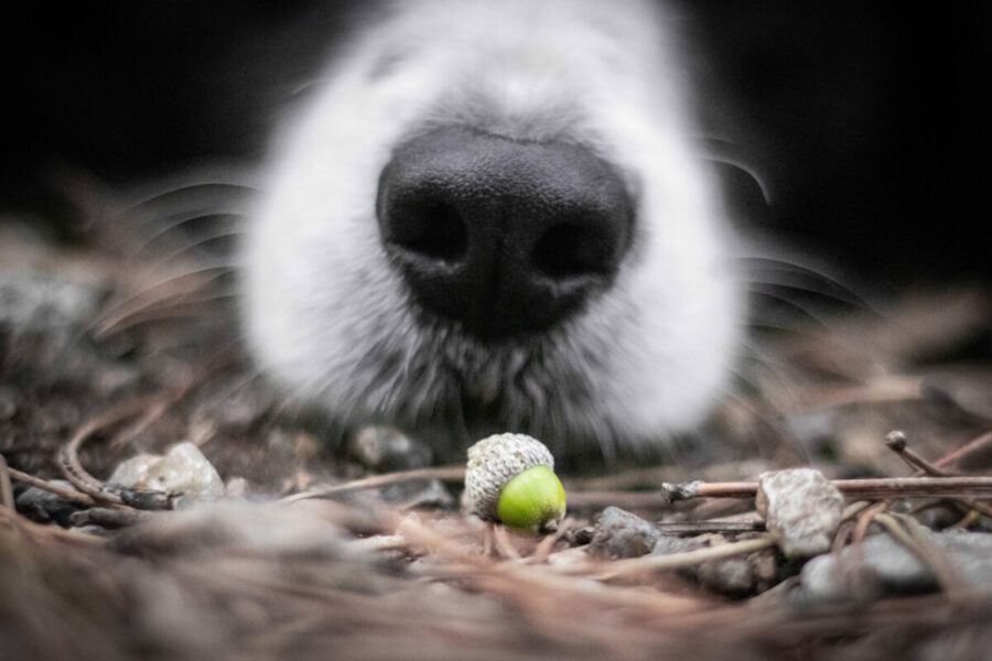 Border,Collie,Dog,Sniffing,A,Little,Acorn,Deep,Into,The