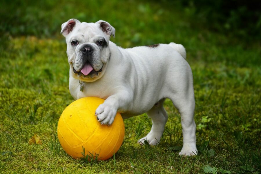 Hond met bal
