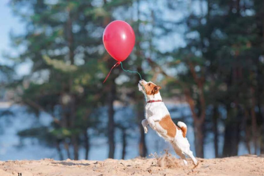 hond met ballon