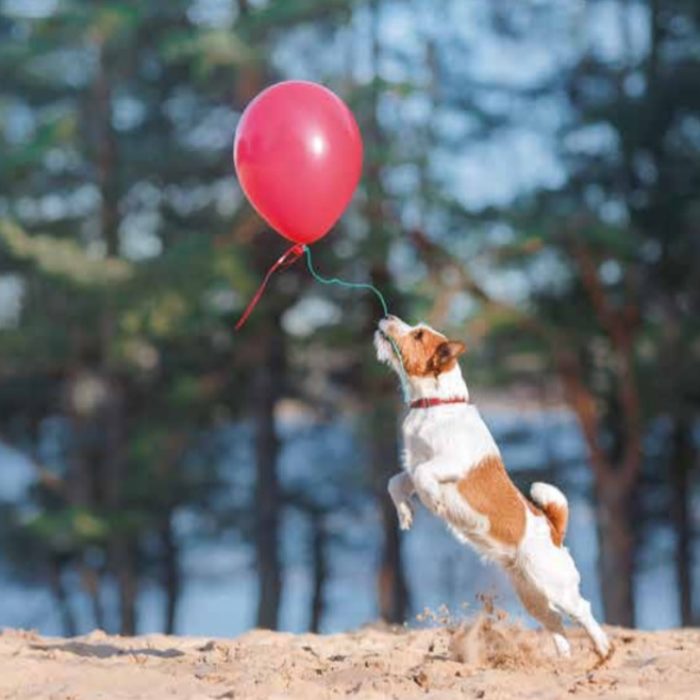 hond met ballon hond met ballon