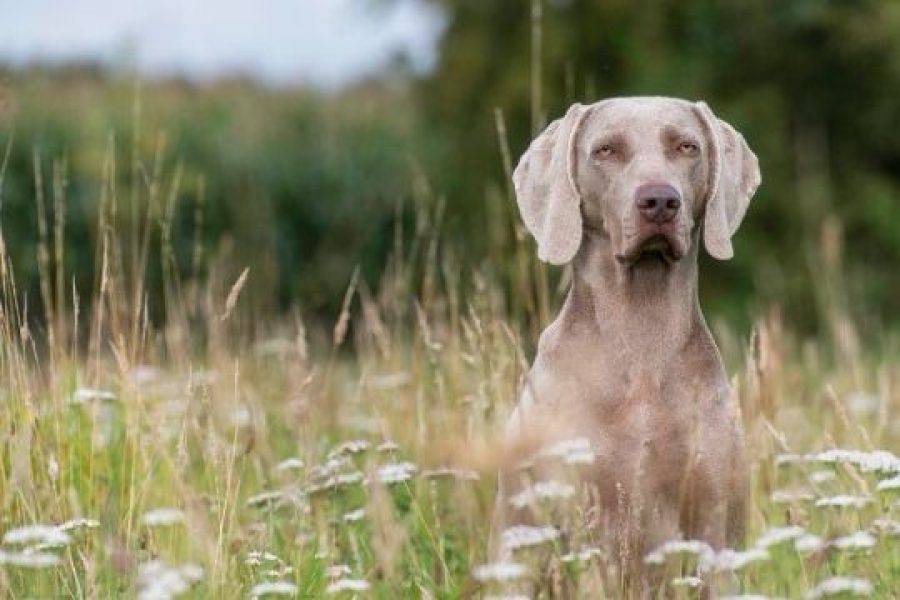grijze hond