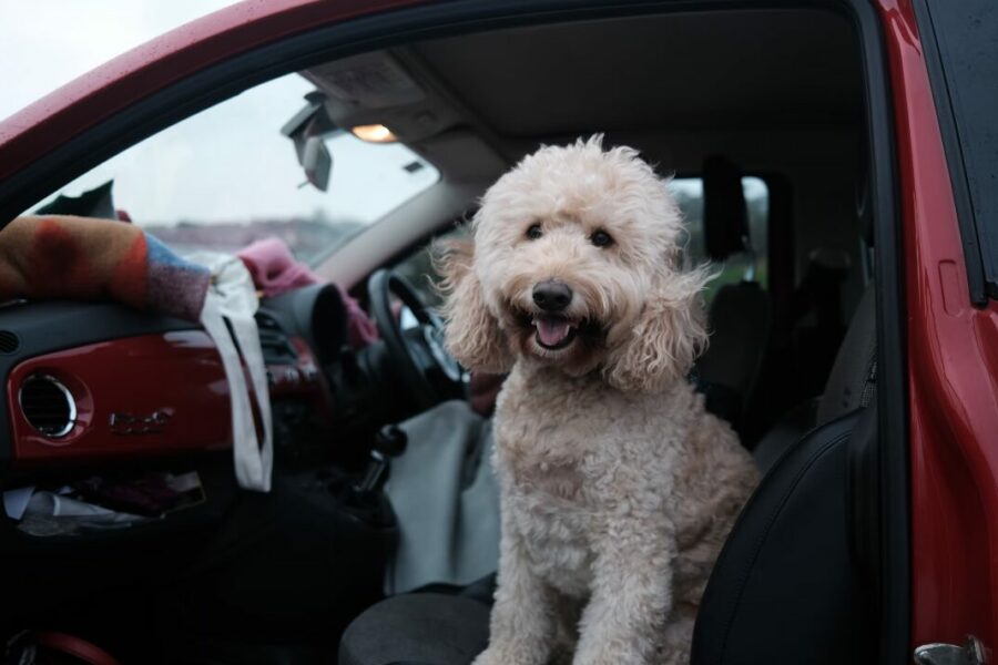 Veilig je hond in de auto vervoeren: zo doe je het - Onze Hond