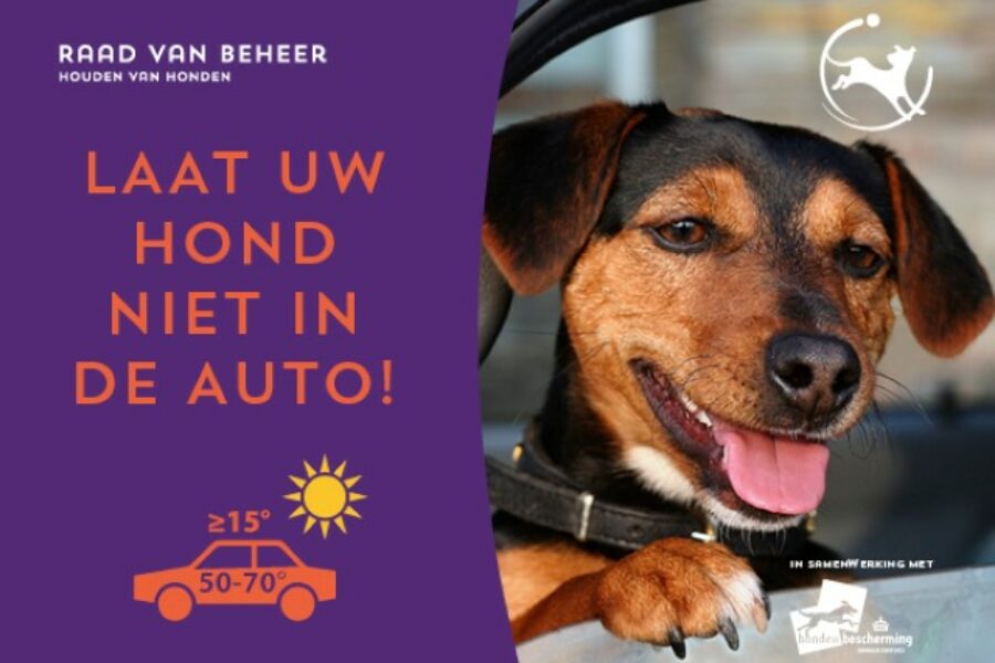 hond-in-auto-liggend-640