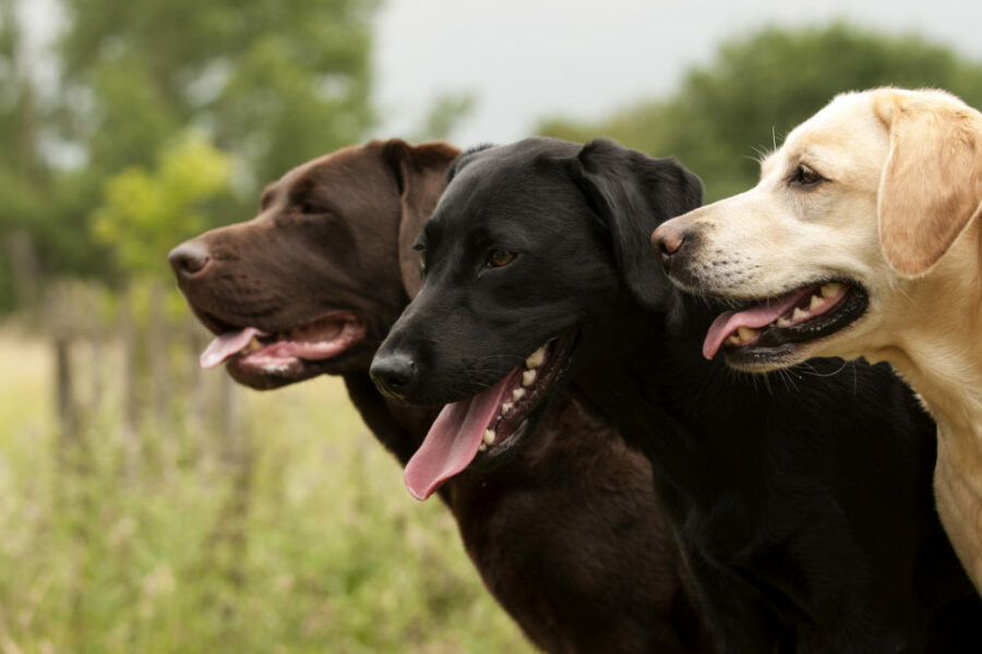 Gezondheid Labradors