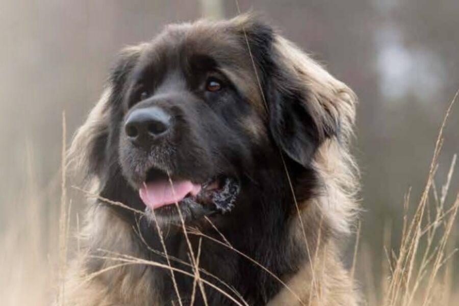 Leonberger