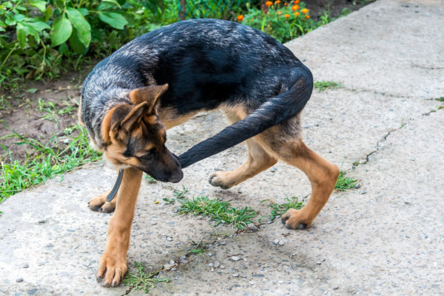 A,Young,German,Shepherd,Puppy,Runs,After,The,Tail.,Dog