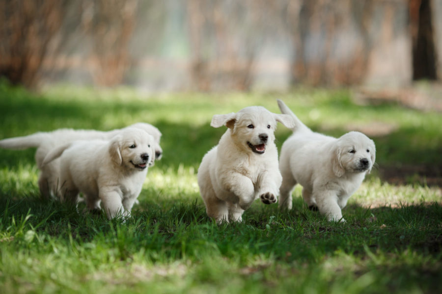 Little,Puppys,Golden,Retriever,,Running,Around,,Playing,In,The,Summer