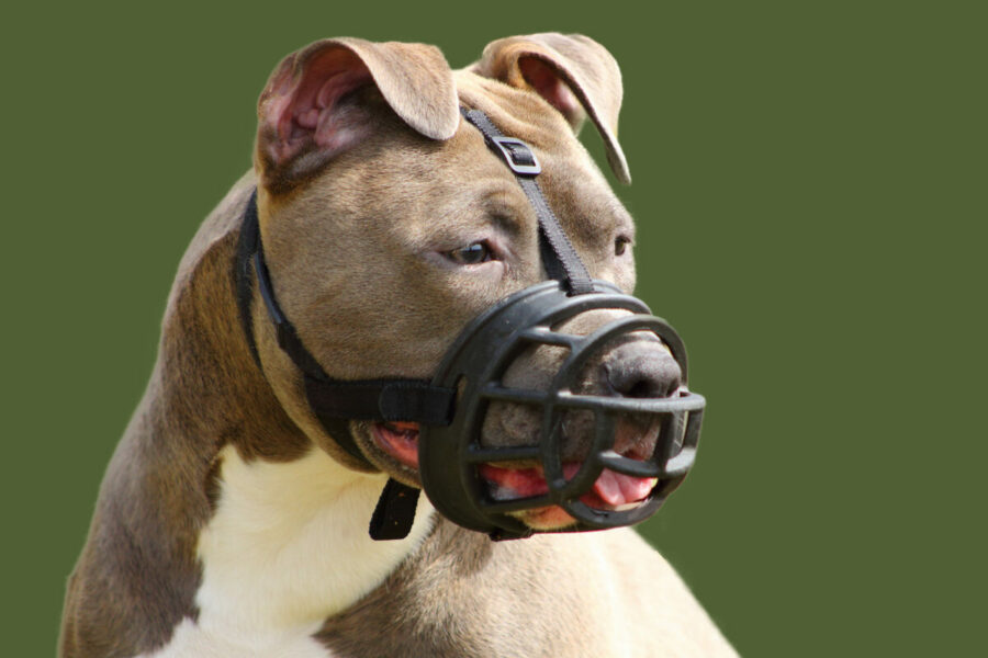 Portrait,Of,An,American,Staffordshire,Terrier,Dog,With,Muzzle