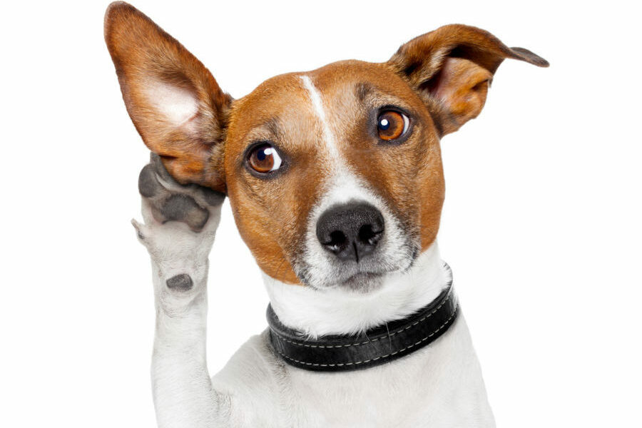 Dog,Listening,With,Big,Ear Dog,Listening,With,Big,Ear