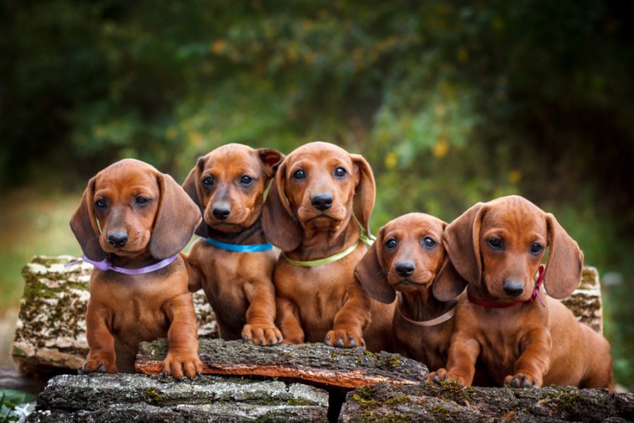 Cute,Dachshunds,Puppy,With,Nature,Background