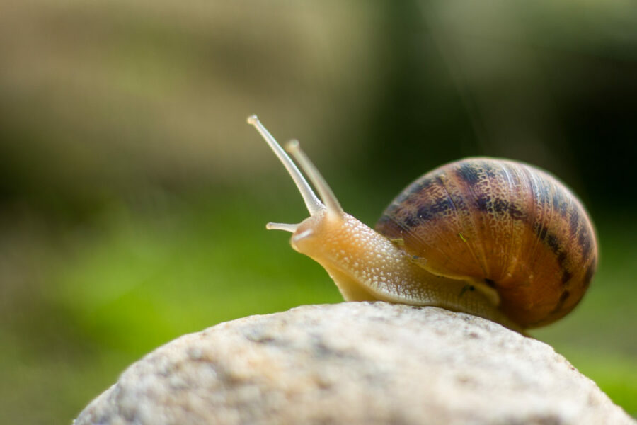 Snail,On,Rock,Reaching,Up
