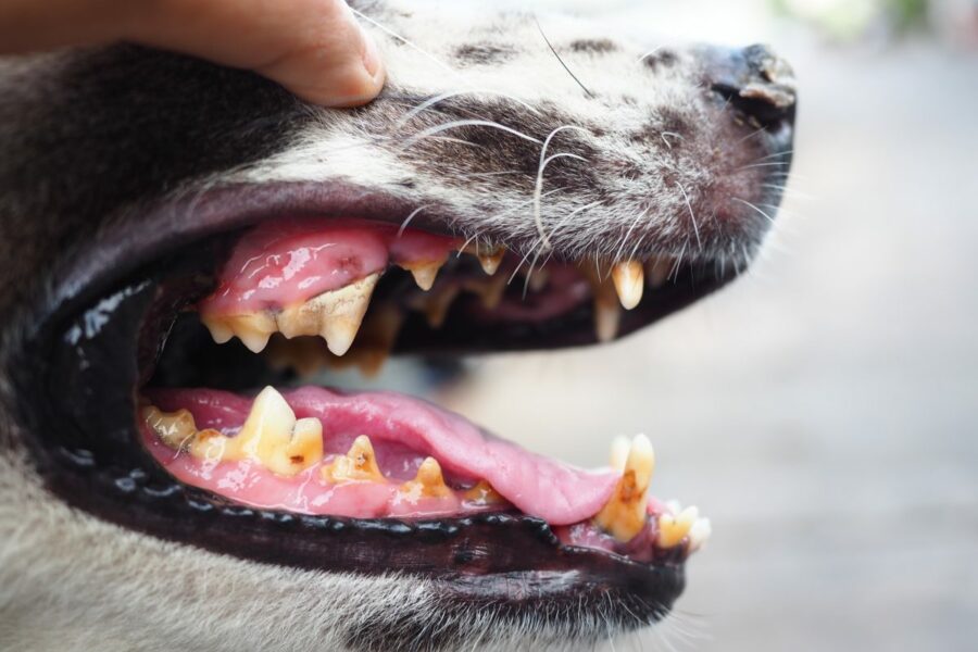 Hond stinkt uit bek