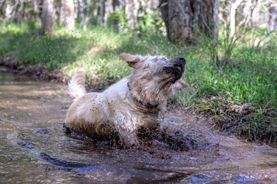 Dog Getting Dirty In Muddy Water. Shaking Of Mud And Water