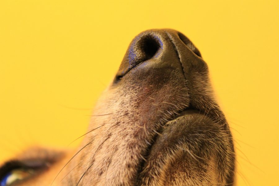 Close,Up,Of,A,Dog's,Nose,Sniffing,The,Air,On