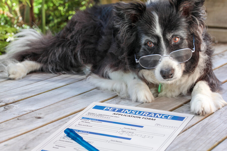 Elderly,Border,Collie,Dog,In,Spectacles,Considers,Buying,Pet,Insurance.