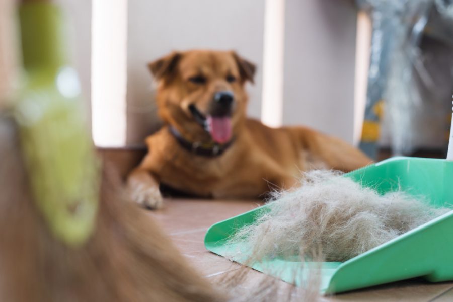 Pile,Of,Dog,Hair,In,The,Green,Dustpan,With,Out