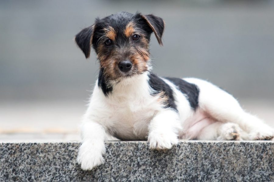 Puppy,Jack,Russell,Wirehaired,Tricolor