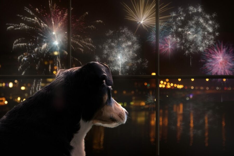 Dog,Look,Out,The,Window,And,Watching,The,Fireworks