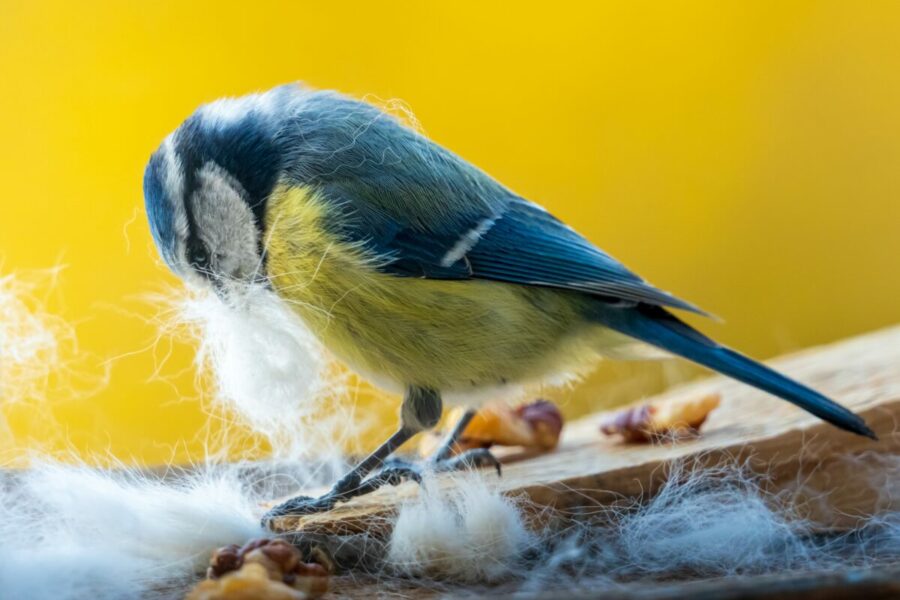 Blue,Tit,Collects,Hair,For,Nesting