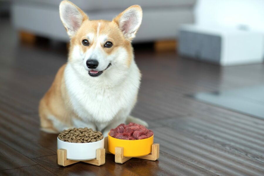 Pet,Food.,Dog,Eats,Food,From,A,Bowl.