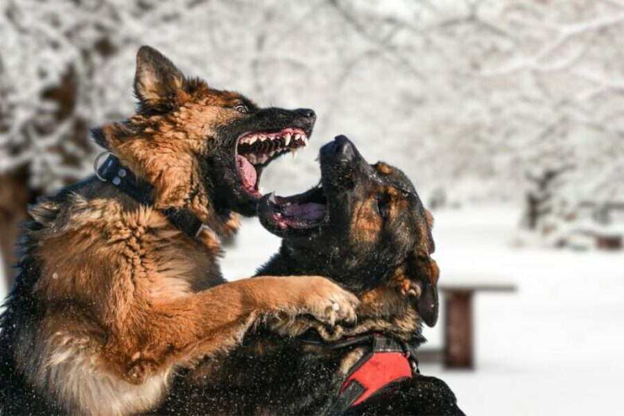 Two,Dogs,Are,Fighting,On,Snow.,Aggressive,Dogs.,Dog,Attack.