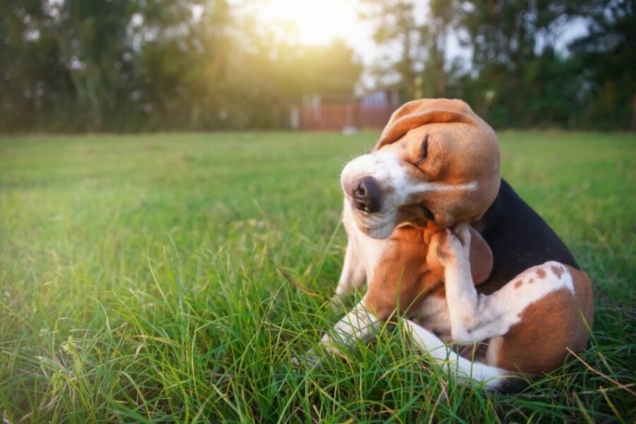 An,Adorable,Beagle,Dog,Scratching,Body,Outdoor,On,The,Grass