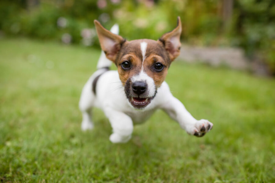 A,Very,Little,Puppy,Is,Running,Happily,With,Floppy,Ears