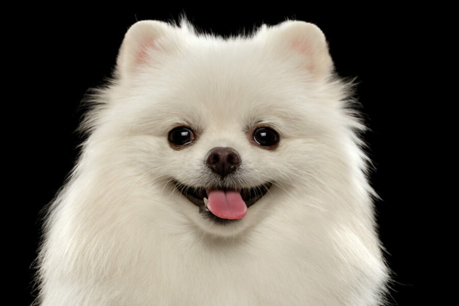 Closeup,Portrait,Of,White,Spitz,Dog,On,Black,Background