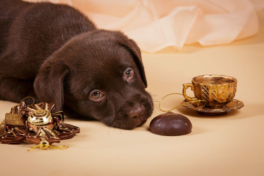 Chocolate,Brown,Labrador,Retriever,Puppy,Dog,With,Tea,Cup,Ans