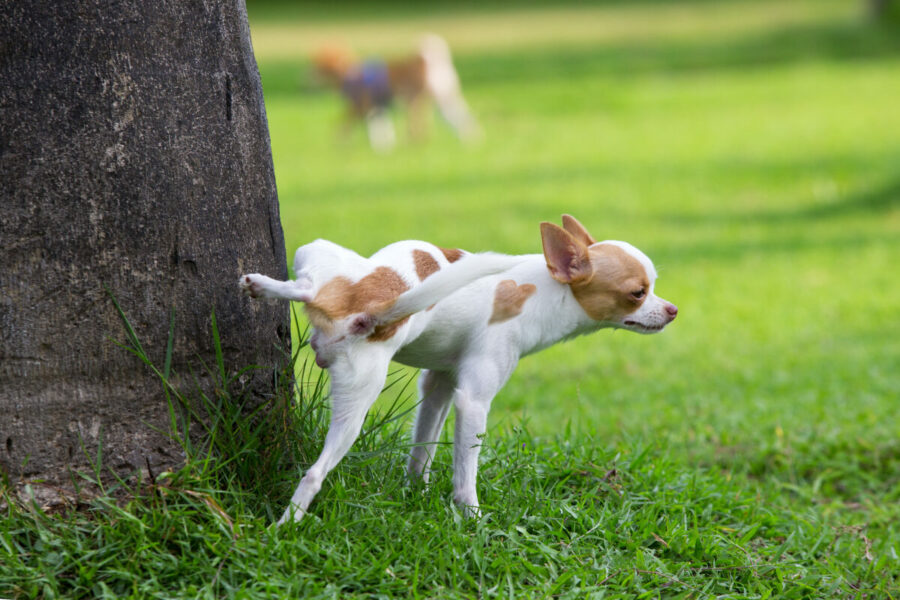 Cute,Small,Dog,Peeing,On,A,Tree,In,An,Park.