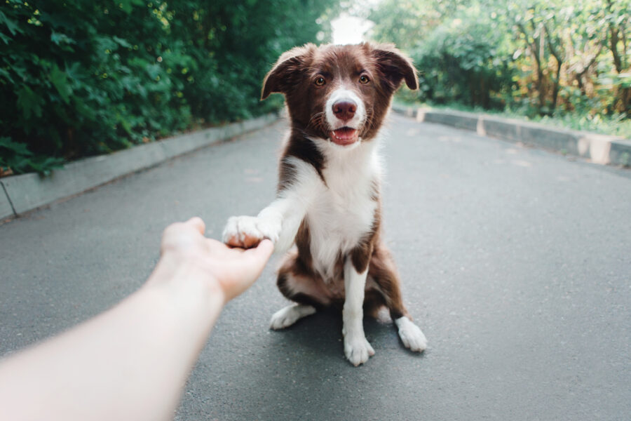 Puppy,Border,Collie,Gives,Paw