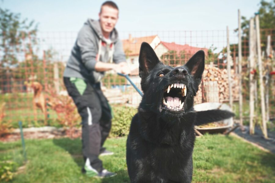 Aggressive,Dog,Is,Barking.,Young,Man,With,Angry,Black,Dog