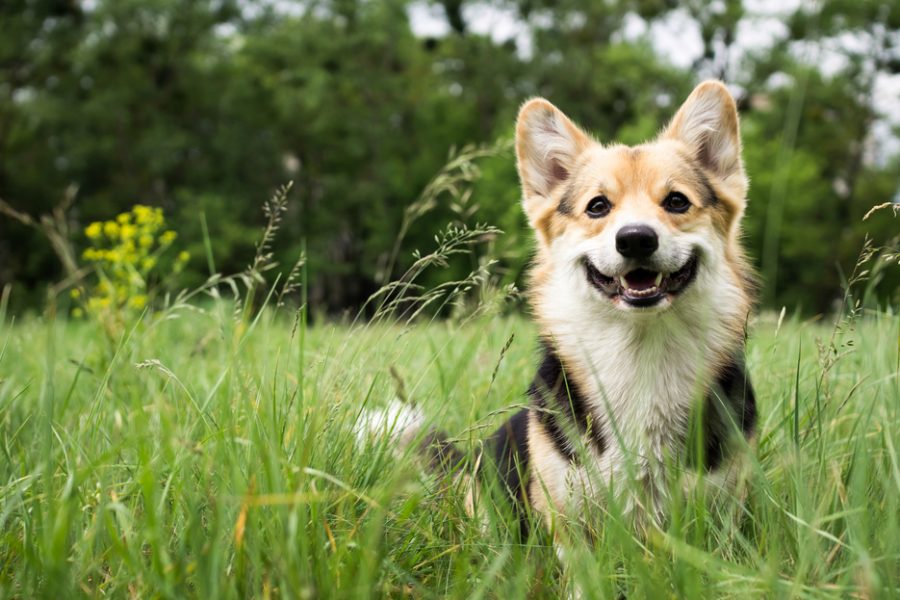 Happy,And,Active,Purebred,Welsh,Corgi,Dog,Outdoors,In,The