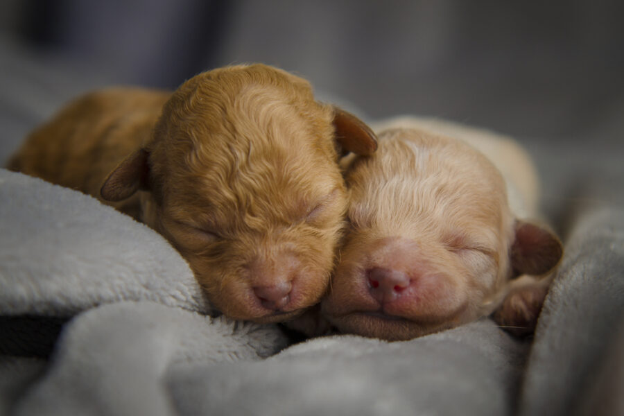 Two,Snuggly,Newborn,Apricot,Purebred,Apricot,Poodle,Puppies,With,Closeup