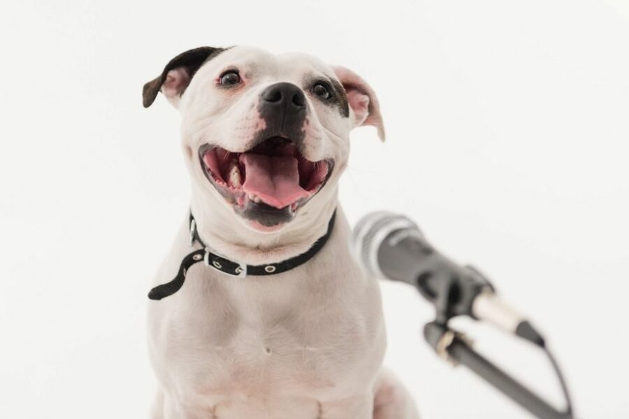 A,Very,Cute,Black,And,White,Staffordshire,Bull,Terrier,Dog