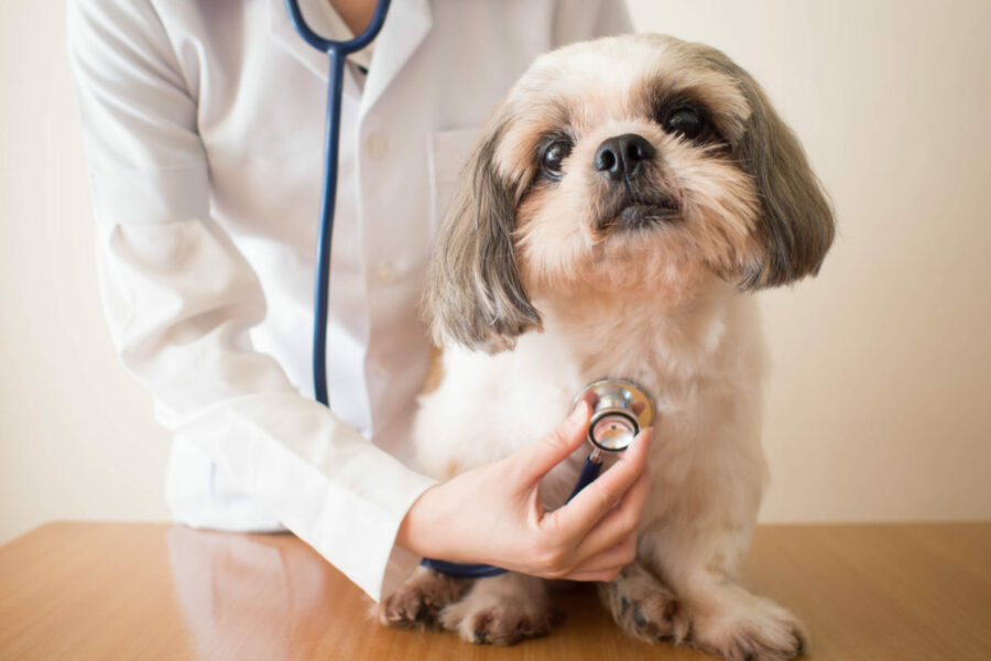 Young,Female,Veterinarian,Doctor,Examining,Shih,Tzu,Dog,With,Stethoscope