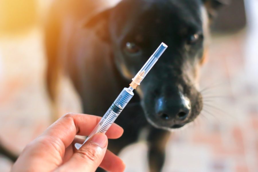 Vaccine,Rabies,Bottle,And,Syringe,Needle,Hypodermic,Injection,immunization,Rabies,And