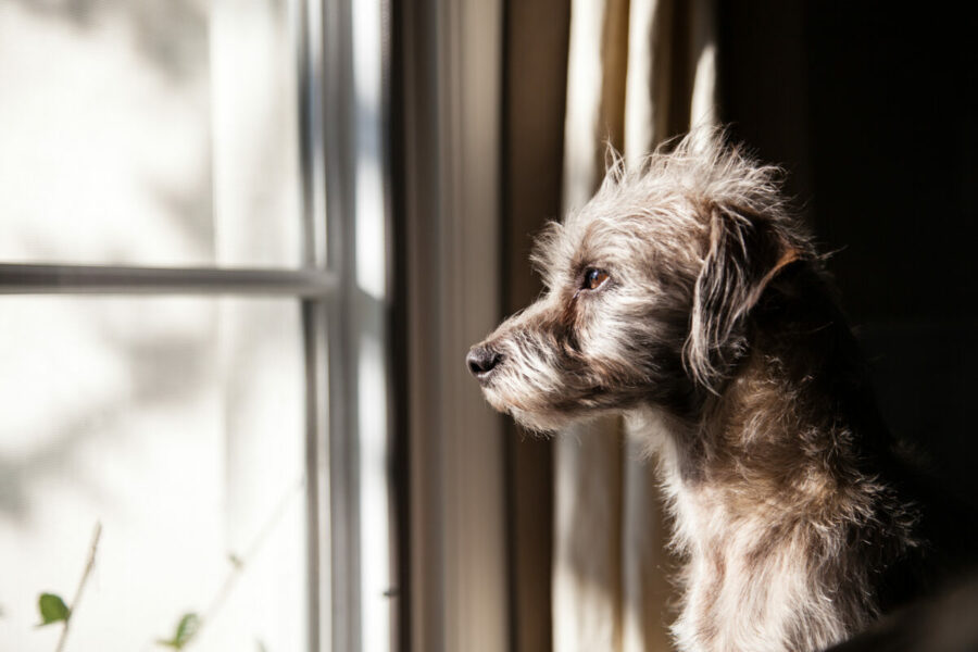 Cute,Little,Terrier,Crossbreed,Dog,Looking,Out,A,Window,With