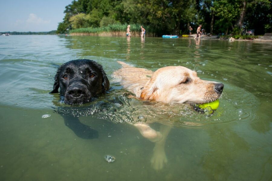zwemmende honden