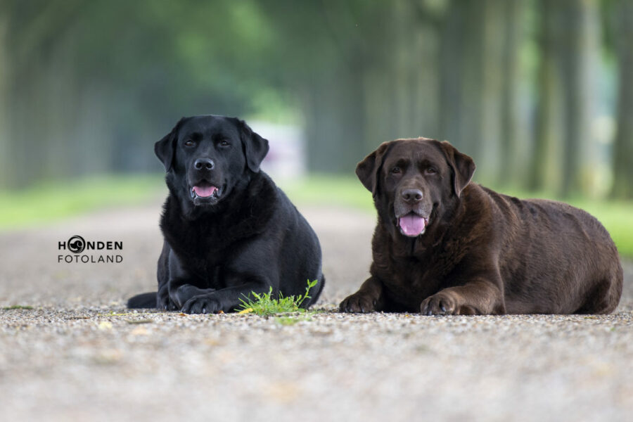 ©HFL-LR1-Gouden duo