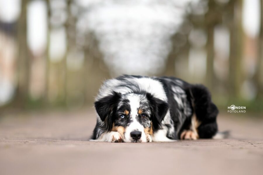 ©HFL-LR1-Kaya, Tips voor het fotograferen van je hond