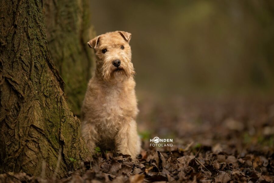 ©HFL-LR1-Kayleigh, Honden fotograferen in de natuur